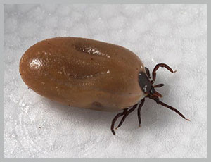 Ticks in PA and NJ